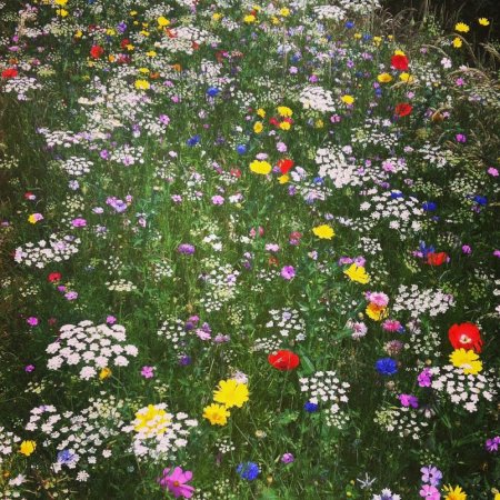 wildflower meadow